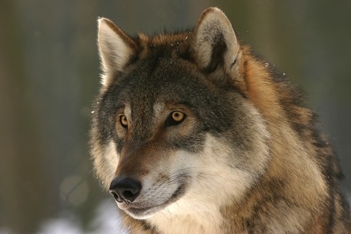 La Regione vuole procedere con l’abbattimento dei lupi, ma sarà davvero l’approccio giusto?