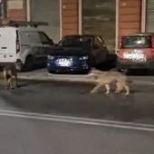 Carabinieri forestali sulle tracce del lupo, presenza aumentata in Liguria. Il bilancio dell'attività ambientale 2024