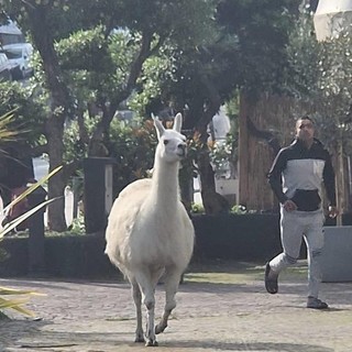 foto di Gianluca Facciolo - Facebook