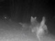 Un branco di lupi nel bosco, il video dal parco dell'Antola
