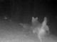 Un branco di lupi nel bosco, il video dal parco dell'Antola Un branco di lupi nel bosco, il video dal parco dell'Antola