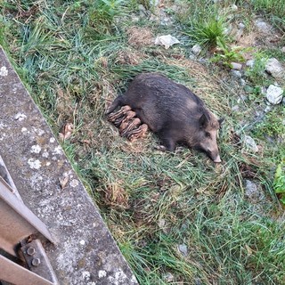 Rapallo, una mamma cinghiale sul torrente San Francesco: “Lasciamoli vivere, basta crudeltà verso gli animali”
