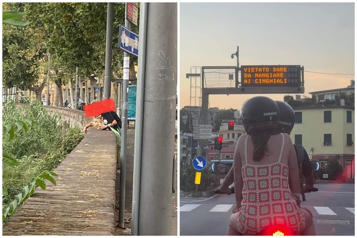 "Vietato dare da mangiare ai cinghiali": sui monitor la campagna del Comune (FOTO)