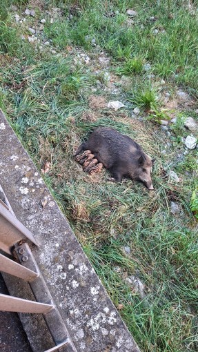 Rapallo, una mamma cinghiale sul torrente San Francesco: “Lasciamoli vivere, basta crudeltà verso gli animali” Rapallo, una mamma cinghiale sul torrente San Francesco: “Lasciamoli vivere, basta crudeltà verso gli animali”