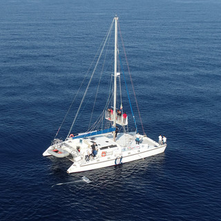 Santuario dei cetacei, parte la campagna di monitoraggio della plastica in mare