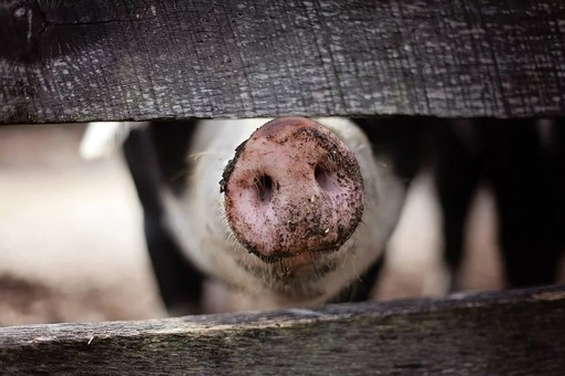 Alimenti potenzialmente rischiosi dall'estero, Coldiretti: "Basta frontiere colabrodo" Alimenti potenzialmente rischiosi dall'estero, Coldiretti: "Basta frontiere colabrodo"