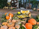 Mostra della zucca di Murta, confermato lo stop per il 2025: il Municipio spiega le motivazioni Mostra della zucca di Murta, confermato lo stop per il 2025: il Municipio spiega le motivazioni