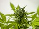 Quali sono gli effetti e i benefici legati al consumo di marijuana legale?