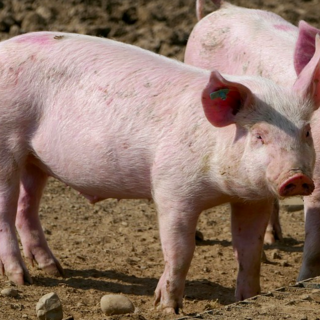 "All you can M-Eat": lo slogan di Greenpeace contro gli allevamenti intensivi