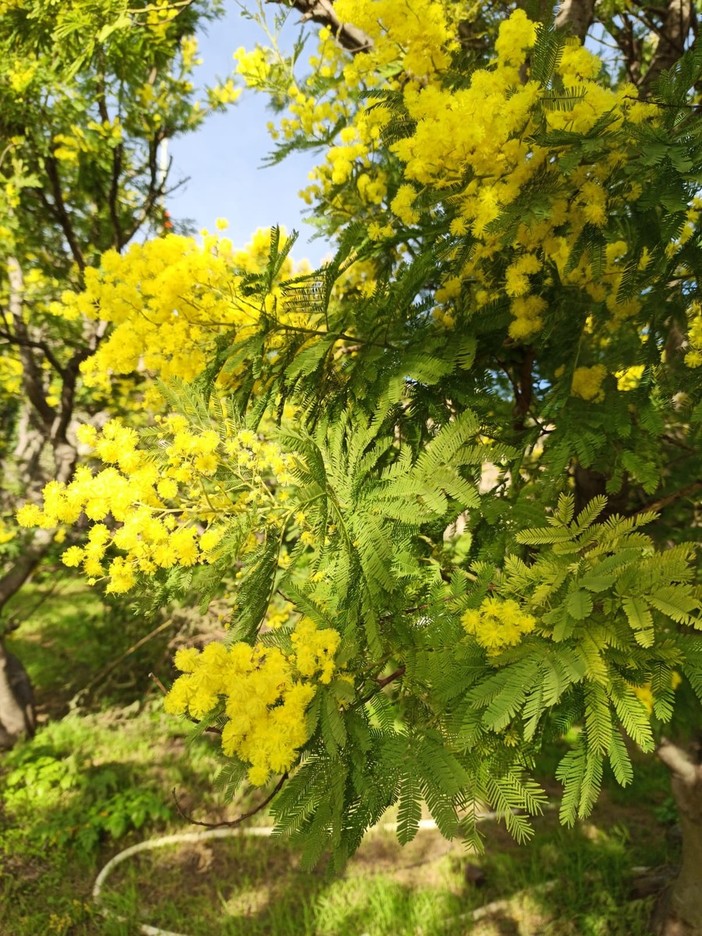 Fiorisce la "Mimosa della Merla", Coldiretti: "Inverno caldo fa 'impazzire' i fiori liguri"