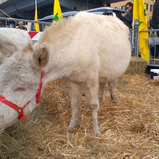 Agricoltura in Liguria, la tempesta perfetta. Allevatori costretti a ridurre le razioni per gli animali Agricoltura in Liguria, la tempesta perfetta. Allevatori costretti a ridurre le razioni per gli animali