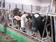 Regione, annuncia l'assessore Mai: &quot;Oltre 214mila euro per la selezione del bestiame&quot;