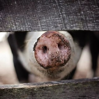 Alimenti potenzialmente rischiosi dall'estero, Coldiretti: "Basta frontiere colabrodo"