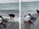 Sturla, manta spiaggiata salvata dal personale della Società dilettantistica Pesca Sturla (Video)