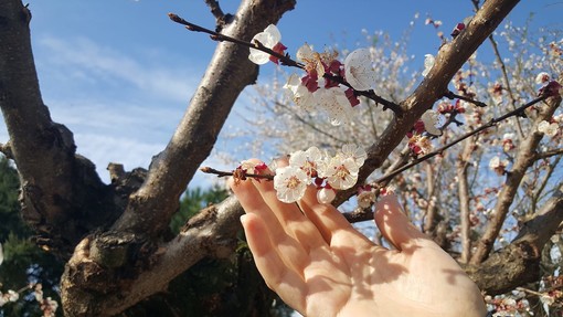 I mandorli stanno fiorendo, uno spettacolo di profumi e colori che fa sognare il mondo