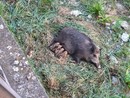 Rapallo, una mamma cinghiale sul torrente San Francesco: “Lasciamoli vivere, basta crudeltà verso gli animali”