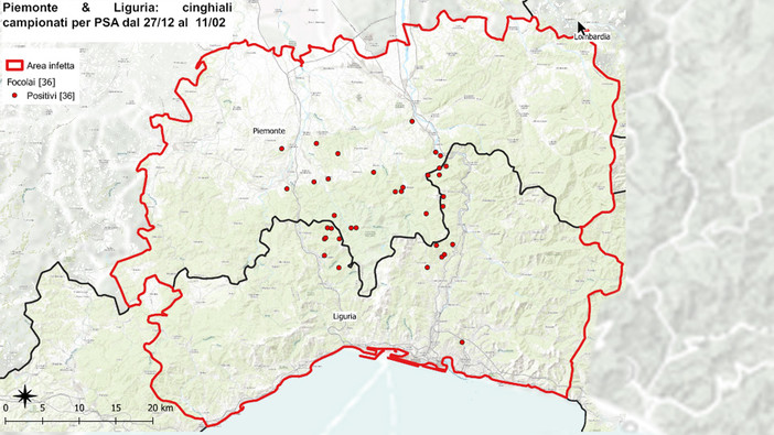 Peste suina, nuova carcassa infetta trovata a Campomorone, salgono a 19 i casi in Liguria