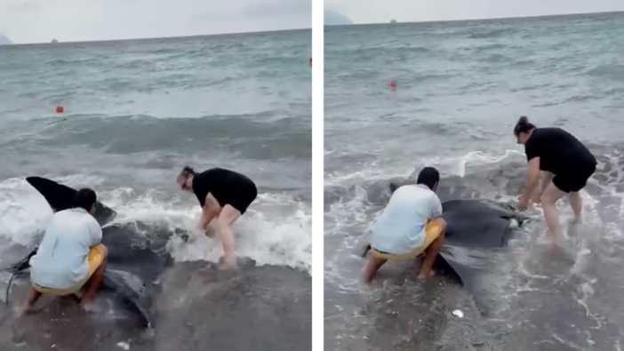 Sturla, manta spiaggiata salvata dal personale della Società dilettantistica Pesca Sturla (Video)