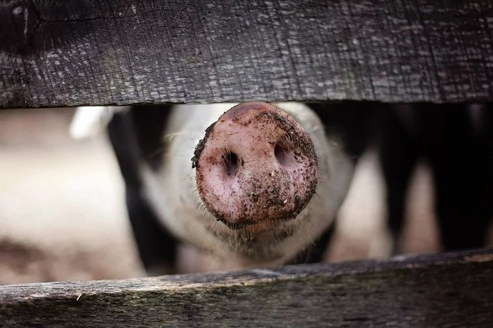 Alimenti potenzialmente rischiosi dall'estero, Coldiretti: "Basta frontiere colabrodo"