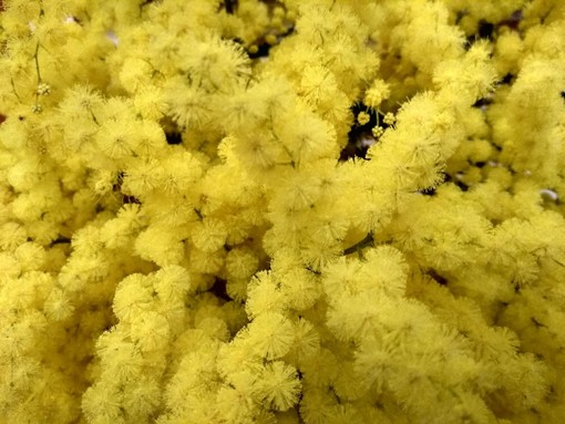 8 marzo, le iniziative Cgil in Liguria