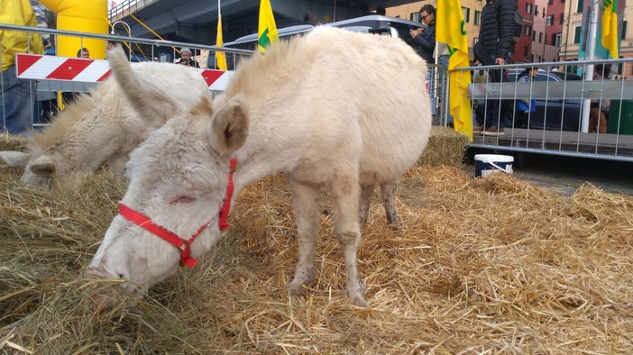 Agricoltura in Liguria, la tempesta perfetta. Allevatori costretti a ridurre le razioni per gli animali Agricoltura in Liguria, la tempesta perfetta. Allevatori costretti a ridurre le razioni per gli animali