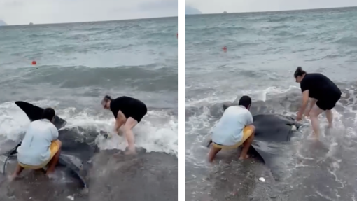 Sturla, manta spiaggiata salvata dal personale della Società dilettantistica Pesca Sturla (Video)