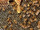 Coldiretti Liguria: &quot;Questa 'pazza' primavera azzera la produzione di miele&quot;