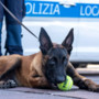 Pastore belga malnutrito e abbandonato in centro, salvato dalla Polizia Locale