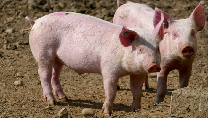 "All you can M-Eat": lo slogan di Greenpeace contro gli allevamenti intensivi