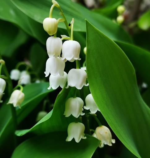 1° maggio: festa dei lavoratori e... del mughetto 1° maggio: festa dei lavoratori e... del mughetto