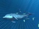 Little Dolphin a Marineland è la novità al Cinéma Adventure 5D Little Dolphin a Marineland è la novità al Cinéma Adventure 5D