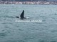 Pra': le orche si sono spostate a Vado Ligure