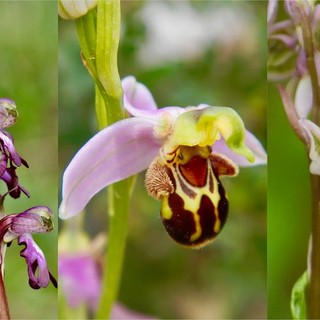 LIFEorchids, il progetto dell'università per difendere le orchidee spontanee