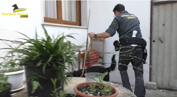 Maxi operazione antidroga della guardia di finanza, uno degli arrestati viveva a Rapallo (video)