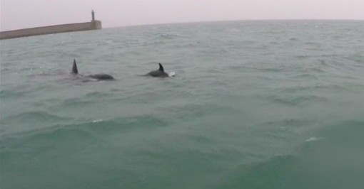 Orche nel porto di Genova, la preoccupazione dell'Enpa: "Il mar Ligure è un'immensa trappola di ami e reti"