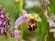 LIFEorchids, il progetto dell'università per difendere le orchidee spontanee