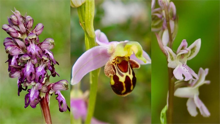 LIFEorchids, il progetto dell'università per difendere le orchidee spontanee