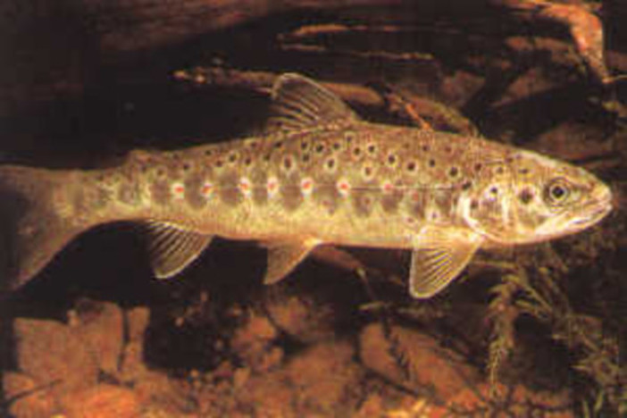 Pesca sportiva: la Regione semina 100 quintali di trote e 1,7 milioni di avanotti Pesca sportiva: la Regione semina 100 quintali di trote e 1,7 milioni di avanotti