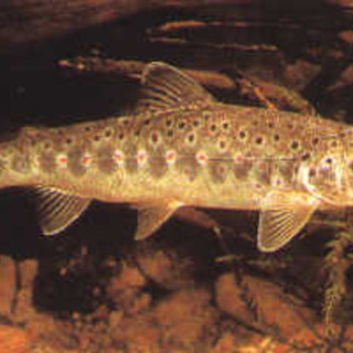 Pesca sportiva: la Regione semina 100 quintali di trote e 1,7 milioni di avanotti