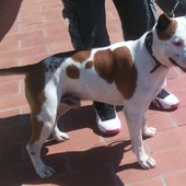 Il caso dei pitbull in famiglia, l'educatrice cinofila: "Vietare una razza non risolve il problema"