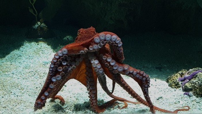 All'Aquario di Genova arriva la nuova vasca "Coste del Nord Pacifico" tutta da scoprire All'Aquario di Genova arriva la nuova vasca "Coste del Nord Pacifico" tutta da scoprire