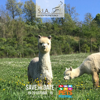 PetsFestival 2019: tra i protagonisti anche l’Alpaca PetsFestival 2019: tra i protagonisti anche l’Alpaca