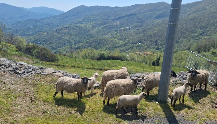 Lupi e allevamenti, la Liguria sperimenta nuove soluzione in difesa con il via del Progetto Dilupoli