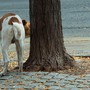Bottigliette per sciacquare la pipì dei cani, Bassetti: "Inutile dal punto di vista scientifico" Bottigliette per sciacquare la pipì dei cani, Bassetti: "Inutile dal punto di vista scientifico"