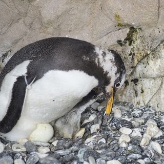 L'acquario di Genova saluta un nuovo nato nelle sue vasche: un pinguino Magellano