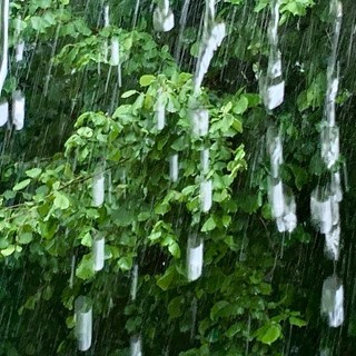 Maltempo in Liguria, le disposizioni del Centro Operativo Comunale per il 30 ottobre