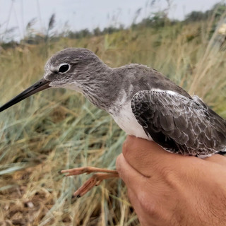 Liberati 24 uccelli selvatici sequestrati nel porto di Genova