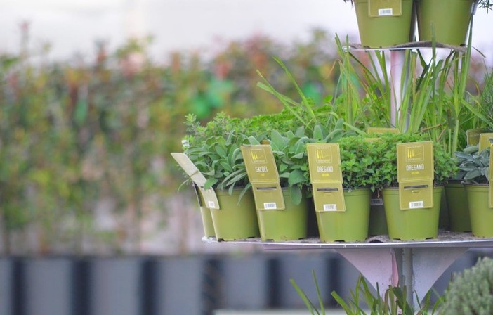 Tracciabilità ed etichettatura piante in vaso, Confagricoltura Liguria: "La normativa crea confusione"