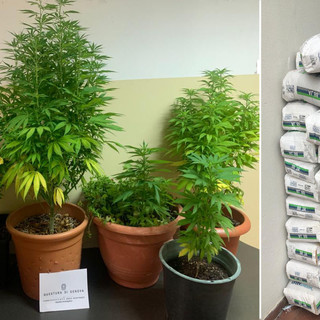 Scoperta e sequestrata una piantagione di marijuana a Prà: denunciata una 53enne