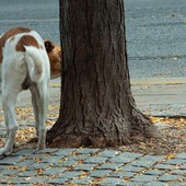 Bottigliette per sciacquare la pipì dei cani, Bassetti: "Inutile dal punto di vista scientifico" Bottigliette per sciacquare la pipì dei cani, Bassetti: "Inutile dal punto di vista scientifico"